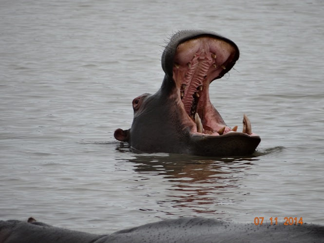 Hippo with her mouth open at St Lucia estuary on our Durban 2 Day Tour