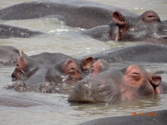 Hippos at St Lucia estuary on our 5 Day Durban Safari Tour