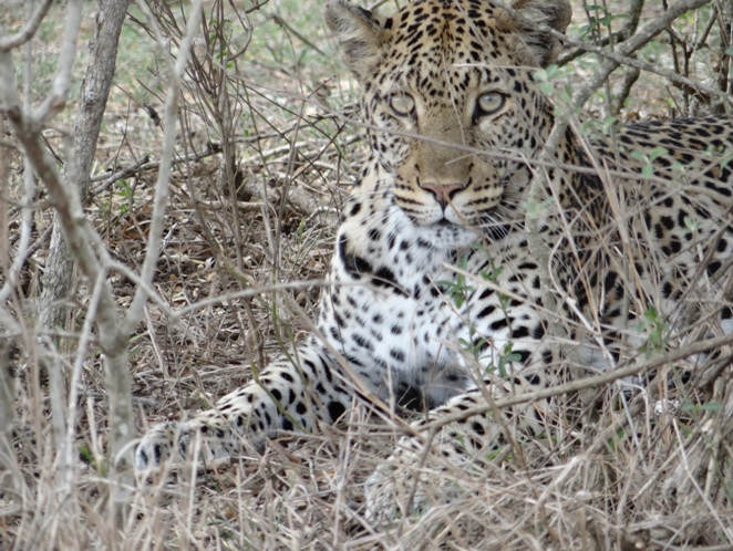 Leopard in Hluhluwe today seen on our Durban Day Safari Tour