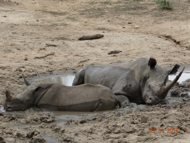 Mom and Baby Rhino in the mud during our Safari Tour from Durban