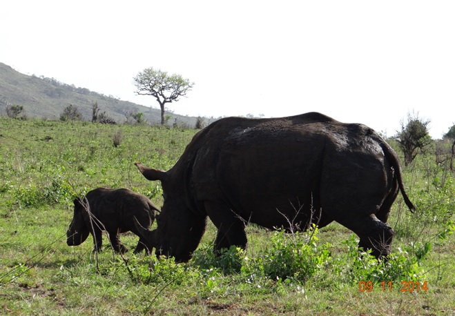 Mother and baby Rhino see on our 2 Day Durban Safari Tour off the Holland America Cruise Ship