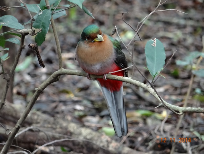 Narina Trogon found in the Dlinza forest in Eshowe on our Durban Safari Tour