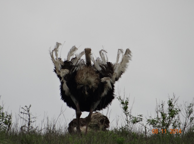 Ostrich male does the mating dance for us on our Durban Day Tour