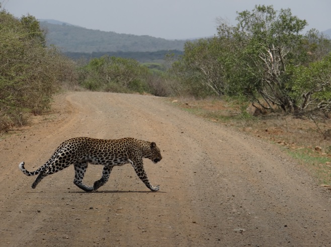 Our Leopard crossing the road during our Durban Day Safari Tour