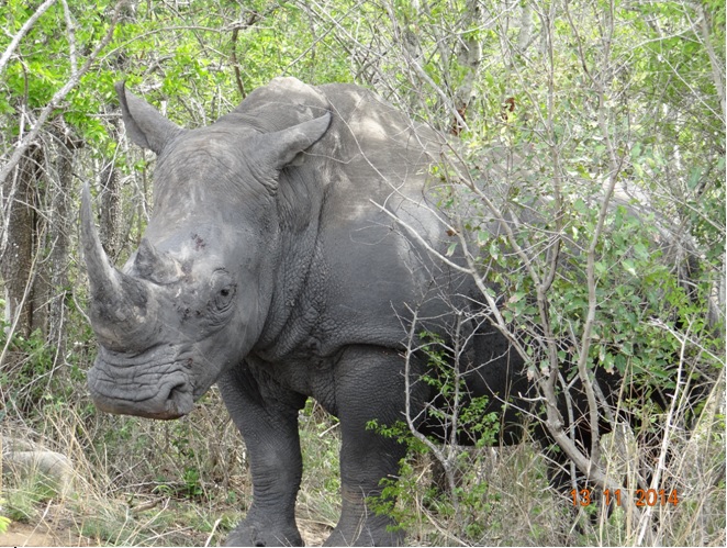 Rhino Bull seen close up on our Durban 5 Day Safari Tour