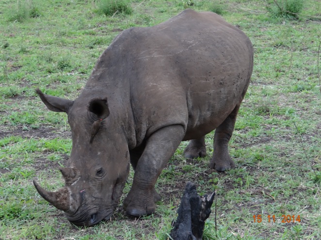 Rhino with Red Billed ox pecker on its body during our 4th Day of our Durban Safari Tour