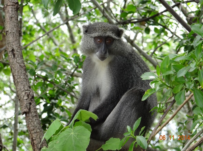 Samango Monkey an Endangered forest monkey seen on our Durban 2 Day Tour