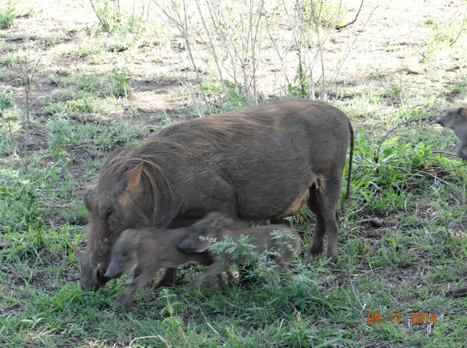 Warthog and piglets in Hluhluwe Imfolozi game reserve on our Durban Safari