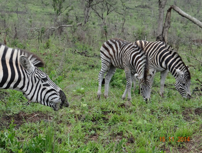 Zebra on the 4th Day of our Safari Tour to Hluhluwe Imfolozi game reserve