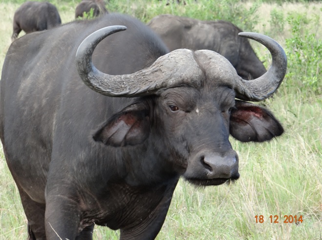 African Buffalo in Hluhluwe Imfolozi game reserve