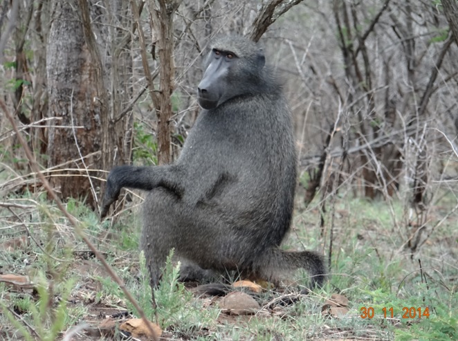 Baboon chilling out during our Durban safari tour