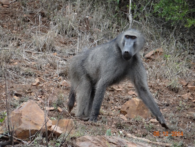 Baboon seen on our Durban 3 day safari tour