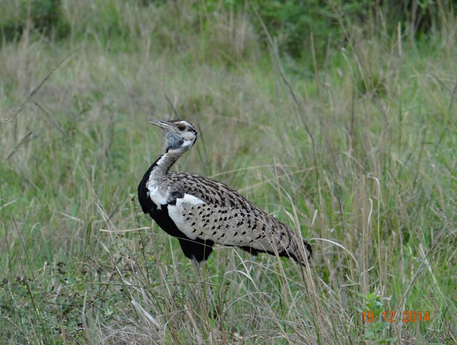 Black Bellied Bustard see in Hluhluwe Imfolozi game reserve on our Durban safari tour