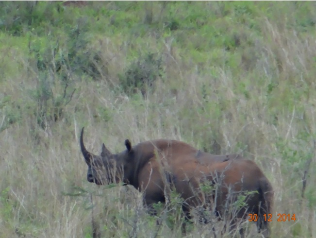 Black Rhino seen on our Durban safari tour