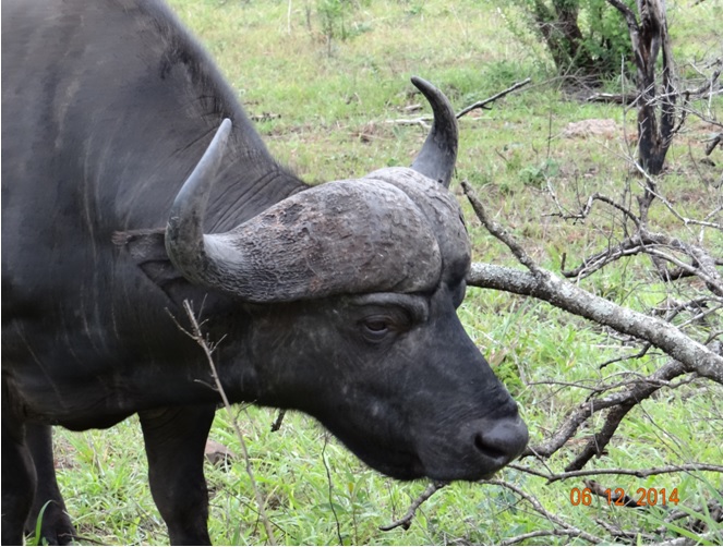Buffalo Bull feeding during our Safari tour from Durban