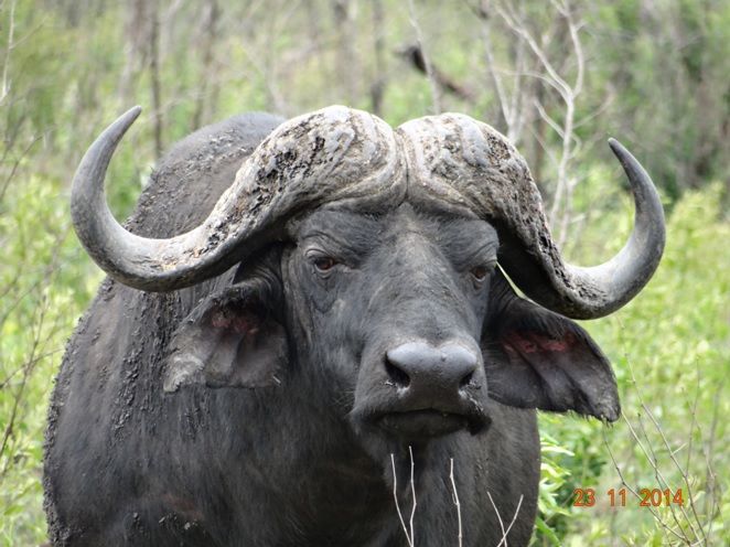 Buffalo Bull on our Durban Safari Tour