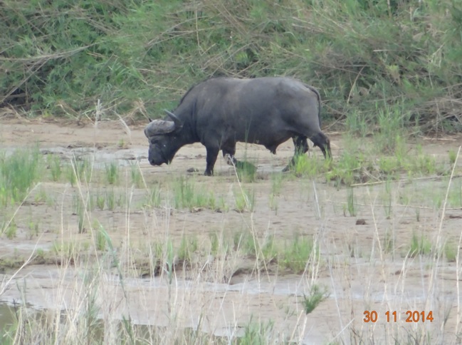 Buffalo Bull seen in the Hluhluwe Imfolozi game reserve on Safari