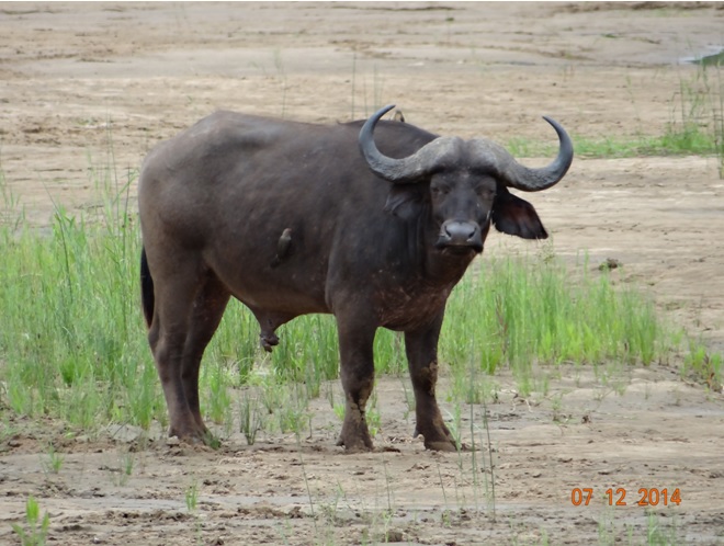 Buffalo bull in the Black Umfolozi river during our safari tour from Durban