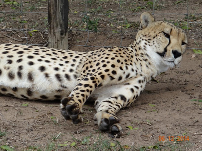 Cheetah at Emdoneni cat rehabilitation center on our Durban Safari Tour