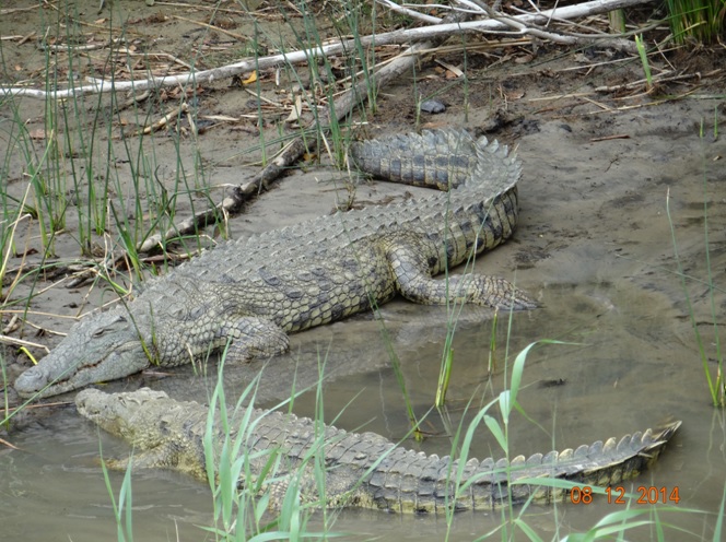 Crocodiles at St Lucia during our Estuary cruise safari tour