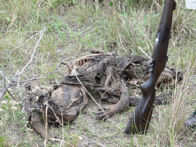 Dead Hyena on our Big 5 Bush walk in outide of Durban