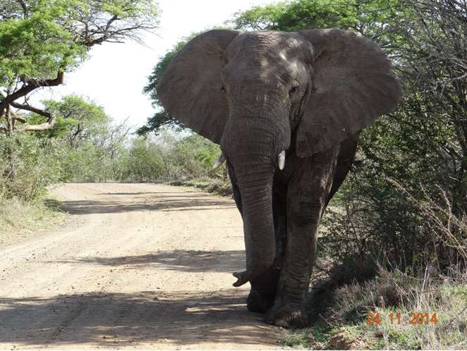 Elephant Bull on our second day of Safari Touring in Hluhluwe Imfolozi game reserve