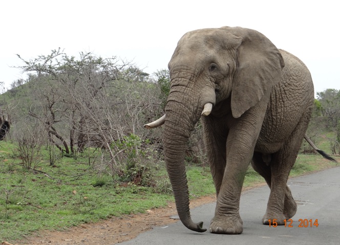 Elephant bull crosses the road on our Durban day safari tour