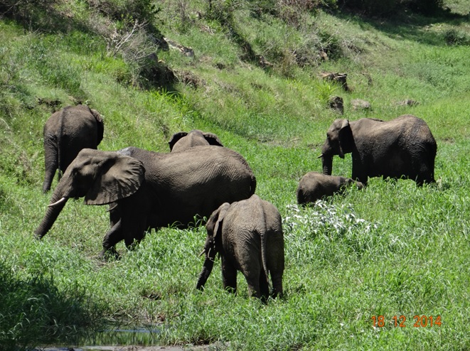 Elephants in Hluhluwe Imfolozi game reserve