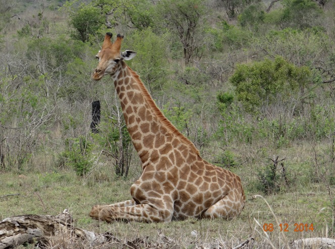 Giraffe resting on the 3rd morning of our Durban Safari Tour