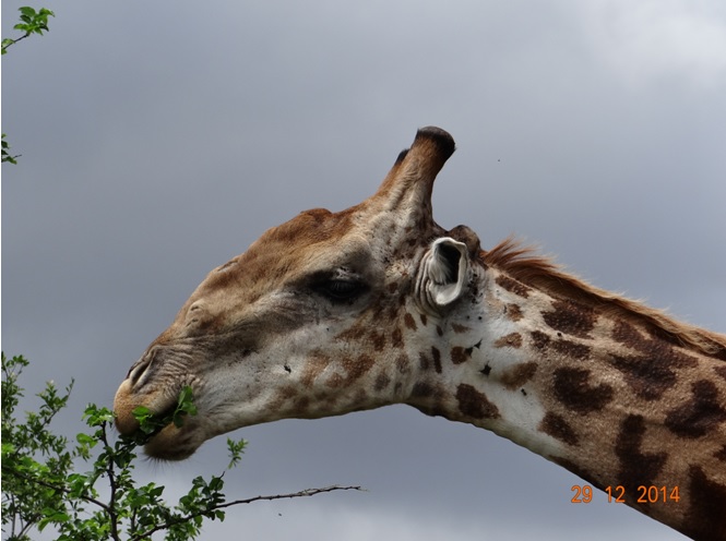 Giraffe seen on our 2 day Durban safari tour