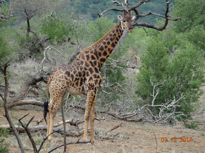 Giraffe seen on our Durban safari tour to Hluhluwe Imfolozi game reserve