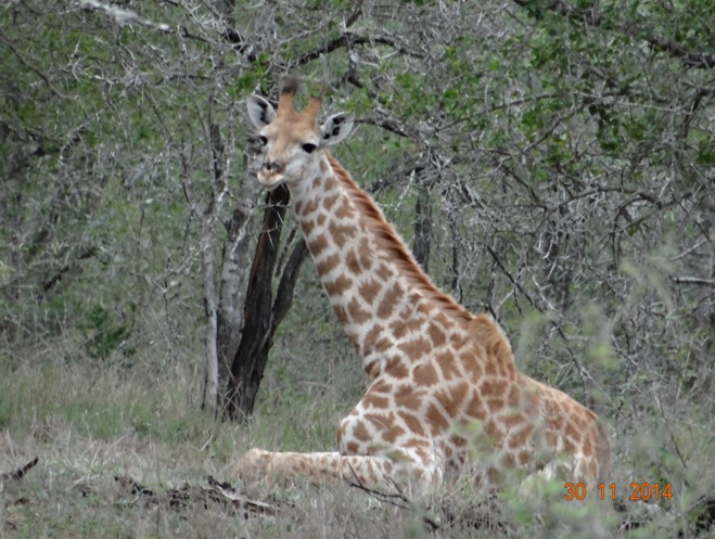 Giraffe seen resting on our Safari near Durban