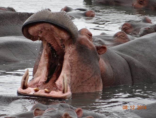 Hippo seen at St Lucia with his mouth open during our Durban safari tour