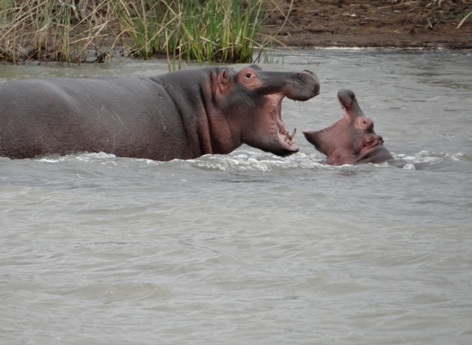 Hippos at St Lucia on the 3rd day of our Durban Safari Tour