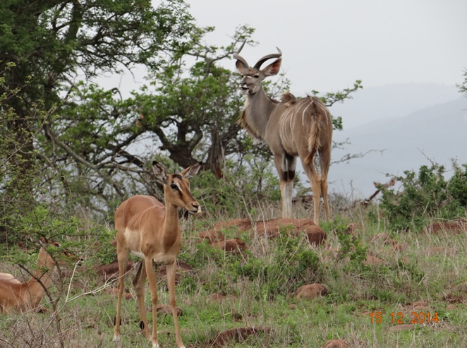 Kudu male and some Impalas seen on our 1 day Durban safari tour