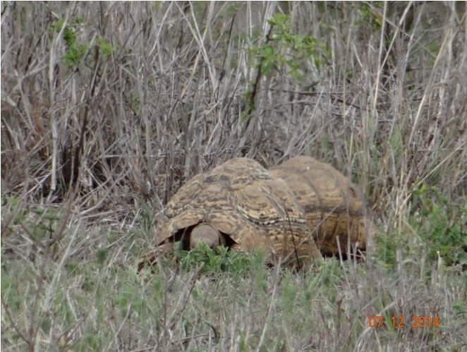 Leopard Tortoises feeding off the road on our Durban safari tour