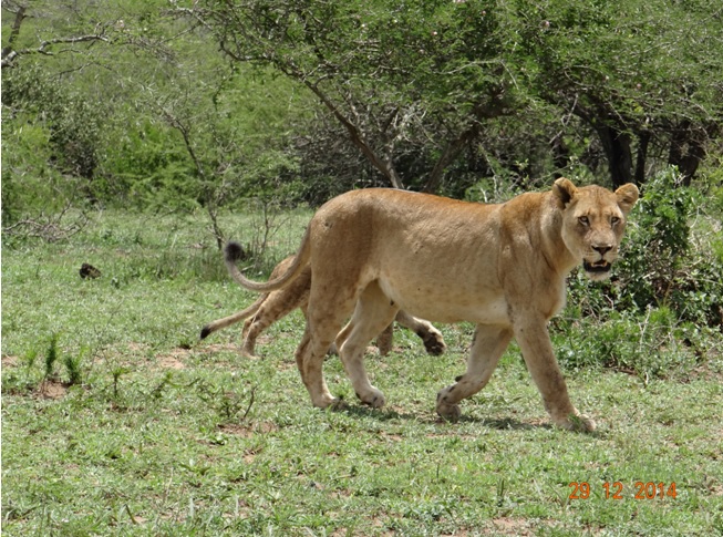 Lioness and cub walk together on our Durban safari tour