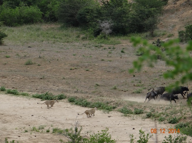 Lions chasing Buffalo on our Durban safari tour
