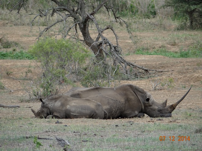 Mother and baby Rhino sleep at midday in Hluhluwe Imfolozi game reserve