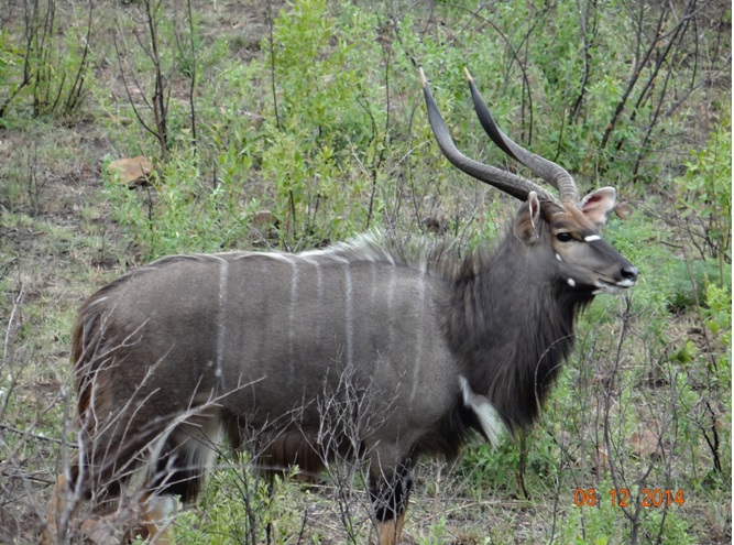 Nyala male seen on our Durban safari tour of Hluhluwe Imfolozi game reserve