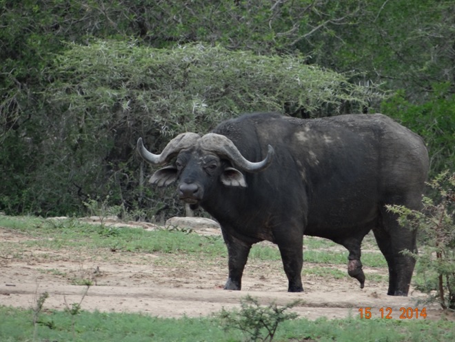 Old Buffalo bull seen during our Durban day safari tour