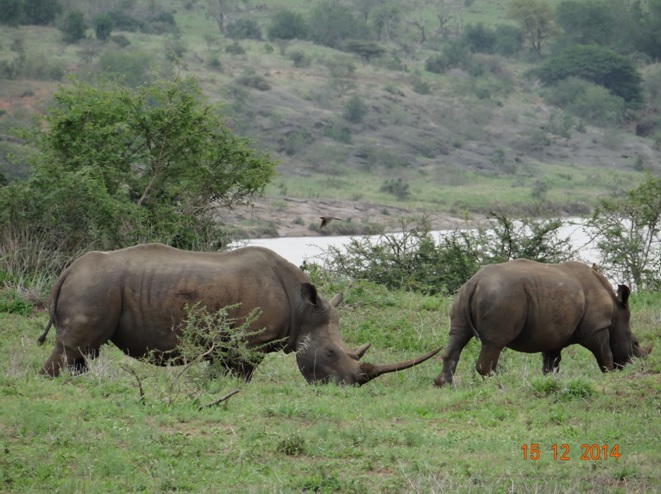 Rhino mother and calf seen on our Durban day safari tour