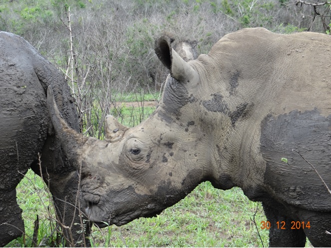 Rhino seen on day two of our Durban safari tour