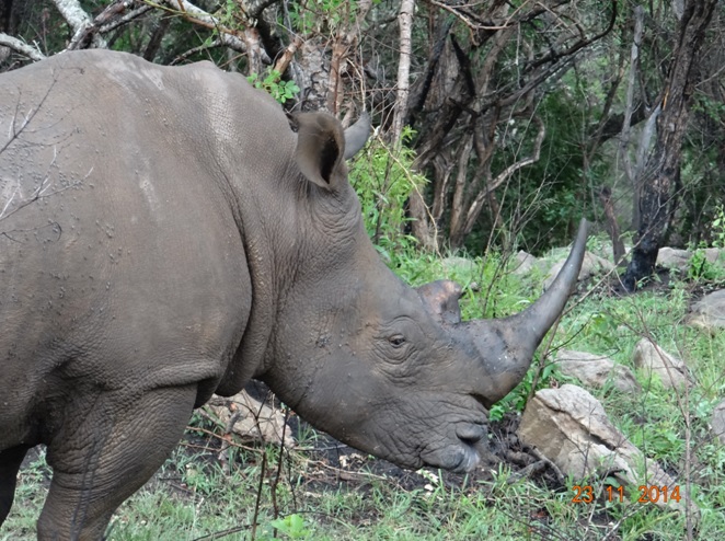 Rhino that charged our vehicle during our Durban 3 day Safari tour