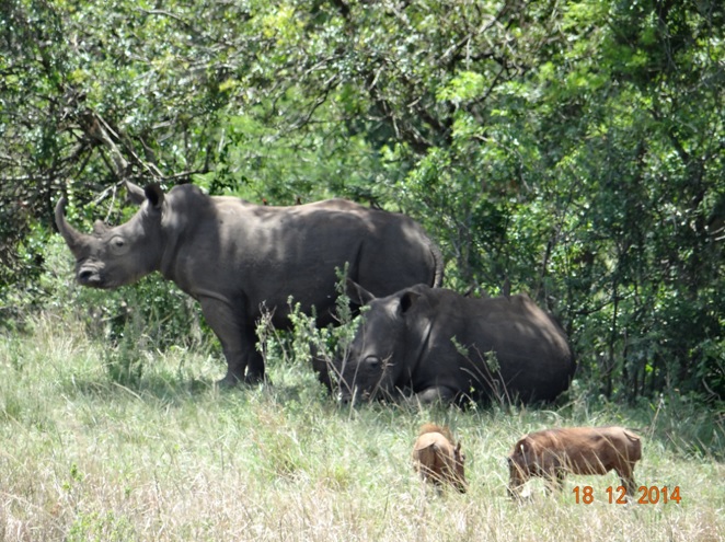 Rhinos and Warthogs in Hluhluwe Imfolozi game reserve