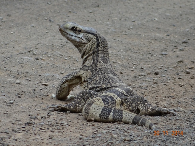 Rock Monitor Lizard on the road during our Durban Safari tour