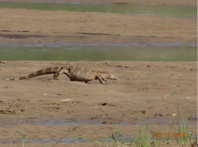 Rock Monitor Lizard walking in the Umfolozi river during our Durban Safari Tour