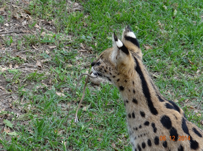 Serval with a Vine snake in its mouth at Emdoneni cat rehabilitation center