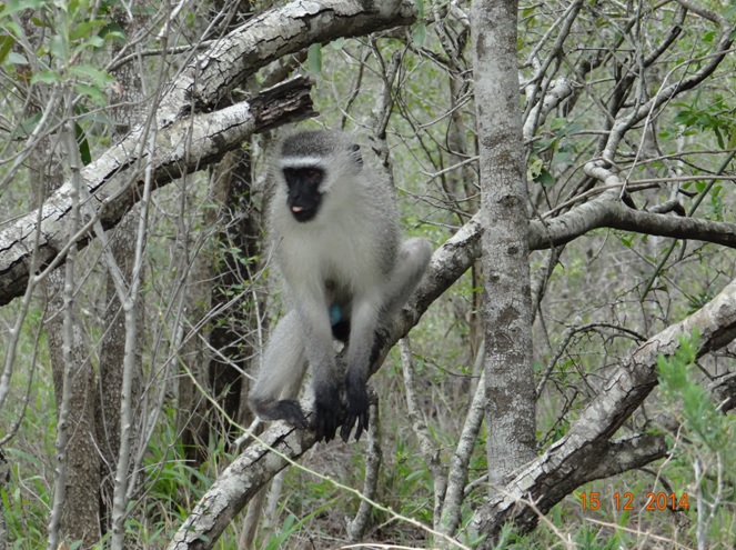 Vervet monkey sticks his tongue out at us during our Durban day safari tour