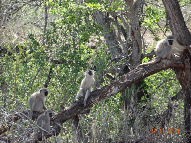 Vervet monkeys siting in the tree on our Safari Tour in Hluhluwe Imfolozi game reserve